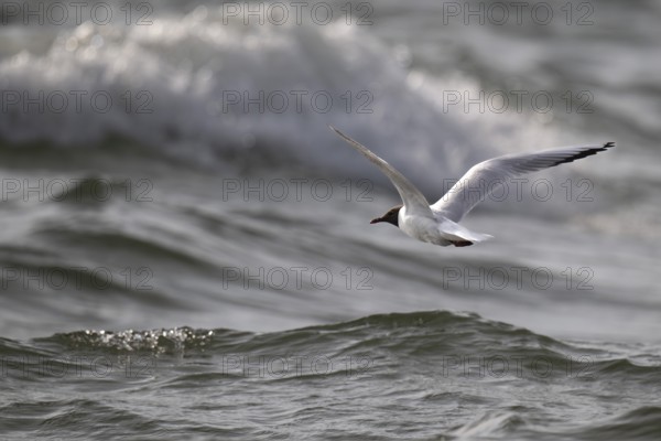 Black-headed gull (Chroicocephalus ridibundus) in summer plumage, flying over the sea surface in the surf, looking for small fish, near Hvide Sande, RingkÃ¸bing Fjord, North Sea, Denmark