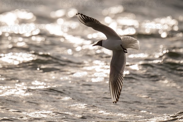 Black-headed gull (Chroicocephalus ridibundus) in summer plumage, flying above the sea surface, looking for small fish, near Hvide Sande, RingkÃ¸bing Fjord, North Sea, Denmark