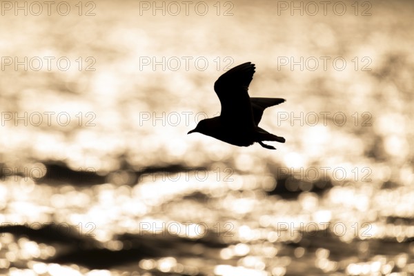 Black-headed gull (Chroicocephalus ridibundus) in flight over the sea surface, looking for small fish, backlight, silhouette, near Hvide Sande, RingkÃ¸bing Fjord, North Sea, Denmark