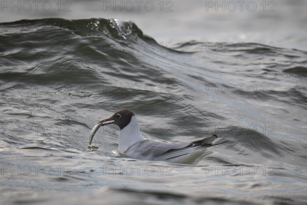 Black-headed gull (Chroicocephalus ridibundus) in summer plumage, swimming on the sea surface with a small fish in its beak, near Hvide Sande, RingkÃ¸bing Fjord, North Sea, Denmark