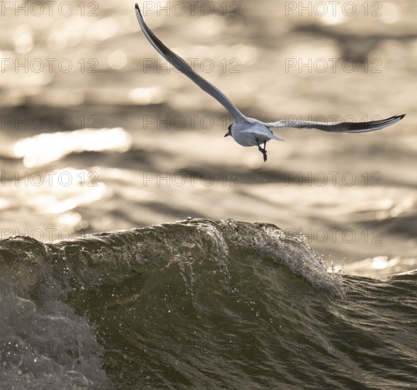 Black-headed Black-headed Gull (Chroicocephalus ridibundus) in summer plumage, in flight over the surfBlack-headed Gull (Chroicocephalus ridibundus) in summer plumage, in flight over the sea surface, looking for small fish, near Hvide Sande, RingkÃ¸bing Fjord, North Sea, Denmark