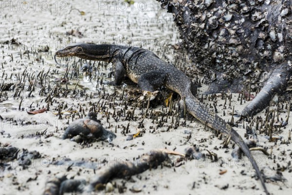 Waran, Railay Beach East, Ao Nang, Krabi, Thailand