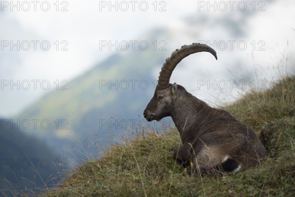 Lunch break in the Alps... Ibex (Capra ibex), Alpine ibex lying in the grass in beautiful surroundings, resting and moulting again, native nature, High Alps, Alps, Bernese Oberland, Switzerland, Western Europe