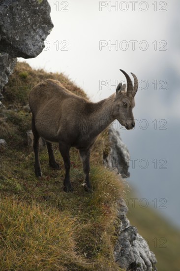 High up in the mountains...Capra ibex, adult female ibex standing in the mountains on a steep wall, looking down into the valley, wildlife, native nature, Alps, Bernese Oberland, Switzerland, Western Europe