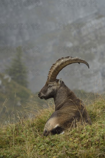 In picturesque surroundings... Ibex (Capra ibex) lying, resting on the edge of a steep slope in the grass, on lush mountain meadows in the Swiss Alps, magnificent buck in high alpine surroundings, native nature, High Alps, Alps, Bernese Oberland, Switzerland, Western Europe