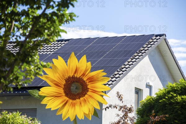 (Photomontage) Solar roof on a detached house with sunflower in the foreground