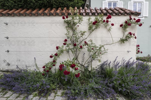 Climbing rose (Rosa) and catmint (Nepeta faassenii) on a wall, Kempten, Bavaria, Germany