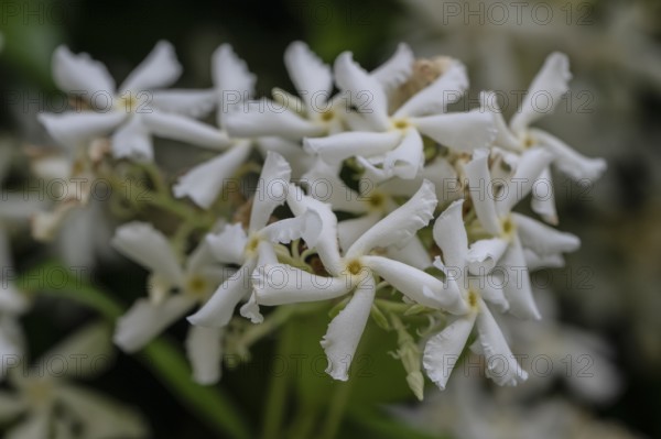 Orange blossom (Choisya ternata), Veneto, Italy