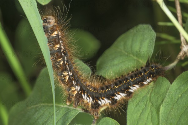 A hairy caterpillar of the grasshopper (Euthrix potatoria) between leaves feeding on a blade of grass, Baden-WÃ¼rttemberg, Germany