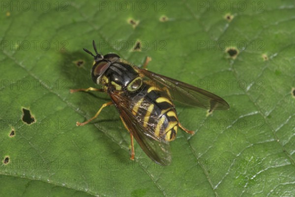 A wasp wasp fly (Chrysotoxum intermedium) basking on a leaf, Baden-WÃ¼rttemberg, Germany