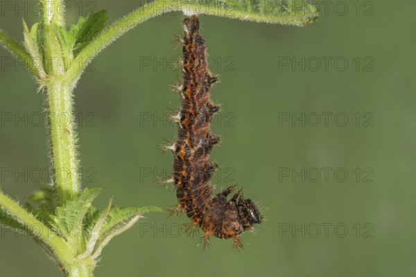 A spiny caterpillar of the C-moth (Polygonium C-Album) has hung up to pupate on a stinging nettle leaf, Baden- WÃ¼rttemberg, Germany