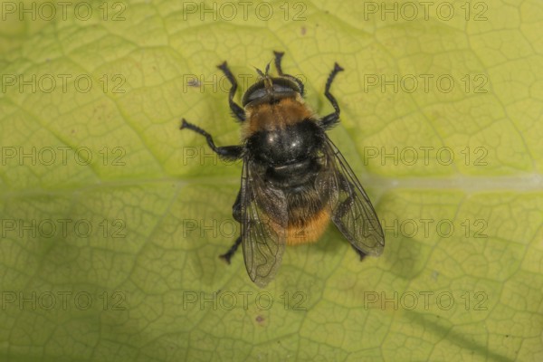 A bumblebee hoverfly (Volucella bombylans) sitting on a green leaf, its wings are visible, Baden-WÃ¼rttemberg, Germany