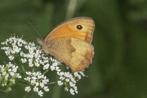 A female ox-eye daisy (Maniola jurtina) sitting on white flowers of hogweed (Heracleum sphondylium), Baden-WÃ¼rttemberg, Germany