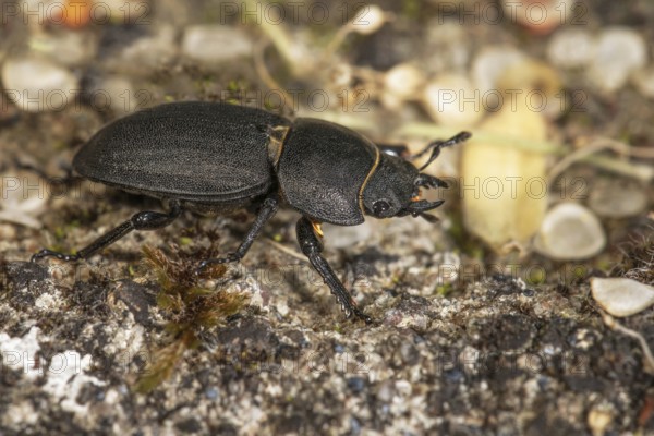 A lesser stag beetle (BDorcus parallelipipedus) crawls across the ground, Baden-WÃ¼rttemberg, Germany