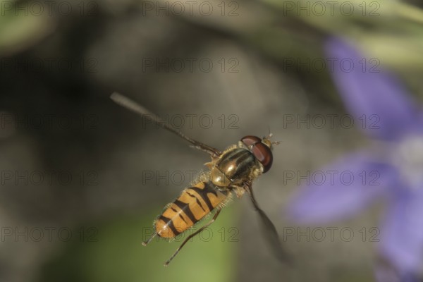 A winter hoverfly (Episyrphus balteatus) in the air, Baden-WÃ¼rttemberg, Germany