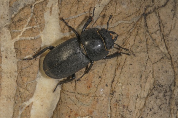 A lesser stag beetle (Dorcus parallelipipedus) sitting on a bark surface, Baden-WÃ¼rttemberg, Germany