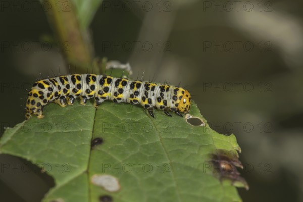 A colourful patterned caterpillar of the brownroot monk (Cucullia scrophulariae) on a leaf of the knotted brownroot (Srophularia nodosa), Baden-WÃ¼rttemberg, Germany