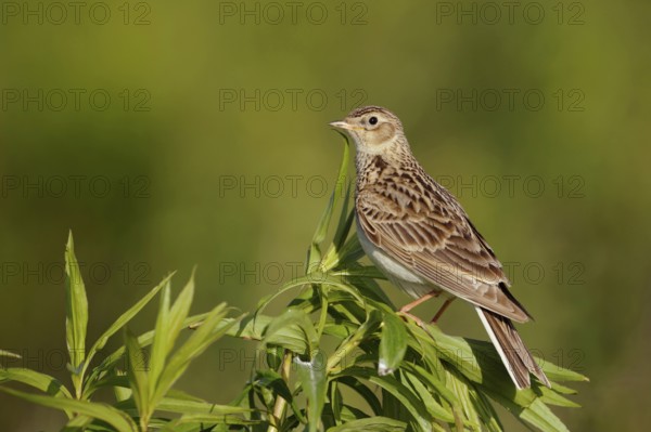 Attentive... Skylark (Alauda arvensis), native character bird, typical songbird, ground-nesting bird of open fields, sitting on a tall plant, looking around, native nature, Meerbusch, Lower Rhine, North Rhine-Westphalia, Germany, Western Europe