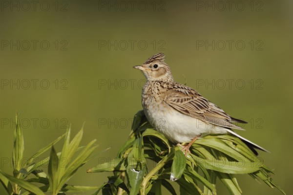Bird of the open fields... Skylark (Alauda arvensis), endangered in many places, formerly common bird of character of our meadows and fields, perches on a field plant, erect feather capAttention... Skylark (Alauda arvensis), native bird of character, typical songbird, ground-nesting bird of open fields, sits on a tall plant, looks around, native nature, Meerbusch, Lower Rhine, North Rhine-Westphalia, Germany, Western Europe