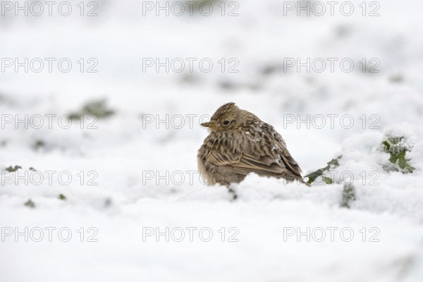 Skylark (Alauda arvensis) in winter, sitting, resting thickly ploughed up in the high snow on a field, late winter arrival in March, spring, rare weather situation on the Lower Rhine, native nature, Meerbusch, Rhineland, North Rhine-Westphalia, Germany, Western Europe