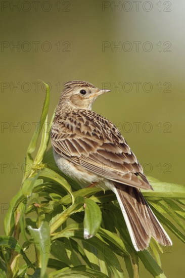 Looking back... Skylark (Alauda arvensis), native bird of character, typical songbird, ground-nesting bird of open fields, sitting on a tall plant, looking aroundAttentively... Skylark (Alauda arvensis), looking around, native nature, Meerbusch, Lower Rhine, North Rhine-Westphalia, Germany, Western Europe