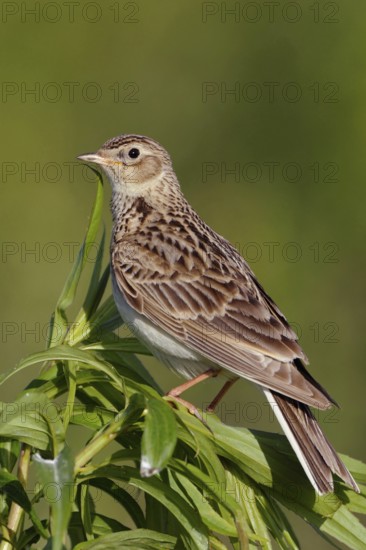 Attentive... Skylark (Alauda arvensis), native character bird, typical songbird, ground-nesting bird of open fields, sitting on a tall plant, looking around, native nature, Meerbusch, Lower Rhine, North Rhine-Westphalia, Germany, Western Europe