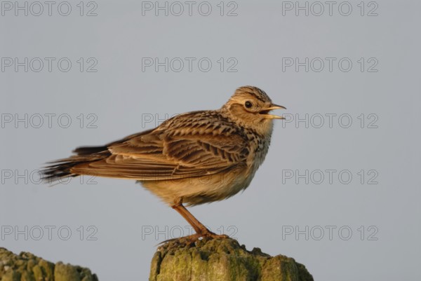 Skylark (Alauda arvensis) standing, sitting on a fence post, singing, courtship display, typical bird song in the field, well-known native songbird threatened by agricultural intensification, native nature, Meerbusch, Lower Rhine, North Rhine-Westphalia, Germany, Western Europe