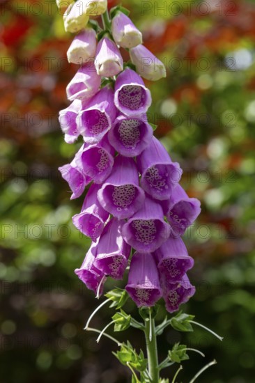 Common foxglove (Digitalis purpurea), Sieversen, Rosengarten, Lower Saxony, Germany