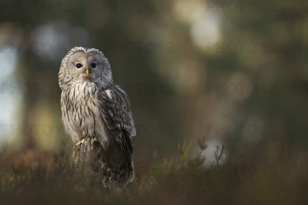 Reintroduction project... Ural owl (Strix uralensis), rare native owl, typical hunter, forest owl, often not very shy, reintroduction is promoted by nature conservation projects, native nature, Central and Northern Europe