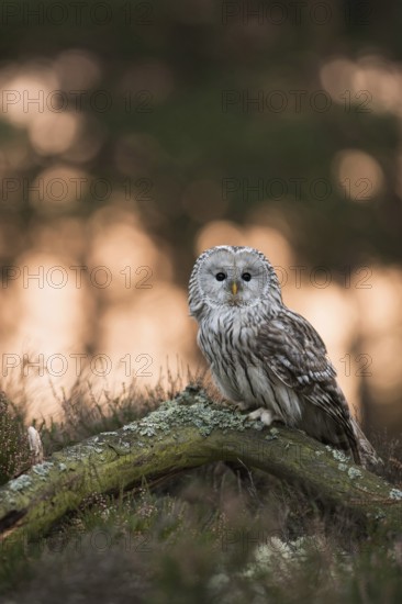 Early in the morning at sunrise... Ural owl (Strix uralensis), rare, endangered European owl species in a clearing in the forest, looks attentively into the camera, native nature, Central and Northern Europe