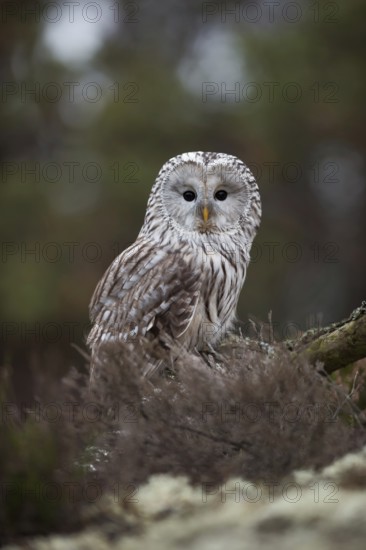 Penetrating gaze... Ural owl (Strix uralensis), owl sitting on the ground in a clearing in the forest, looking directly into the camera, expressive dark eyes, fine face, rare, native owl species, highly endangered, native nature, Central and Northern Europe