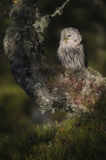 Resting during the day... Ural owl (Strix uralensis) resting at the edge of a forest, at the edge of a clearing in an old tree covered with mosses and lichens, rare owl species threatened with extinction in many places, beautiful, natural surroundings, great clear light, native nature, Central and Northern Europe