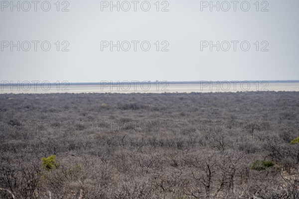 Vast dry landscape with bare trees, view of white salt pan, Makgadikgadi salt pans, Botswana