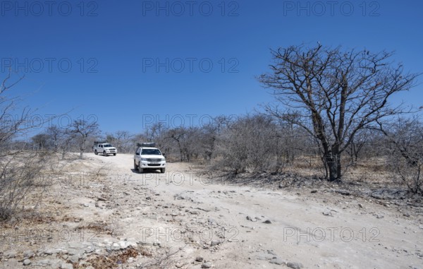 Two off-road vehicles between dry bushes on a sandy track, Makgadikgadi salt pans, Botswana