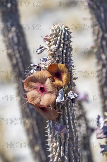 Red flowers on a dry cactus (Hoodia currorii), Makgadikgadi salt pans, Botswana