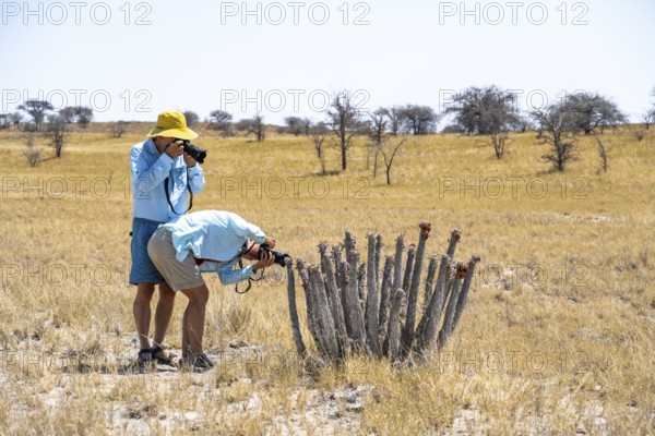 A photographer and a photographer photograph a cactus (Hoodia currorii) in a dry landscape with yellow grass, Makgadikgadi salt pans, Botswana