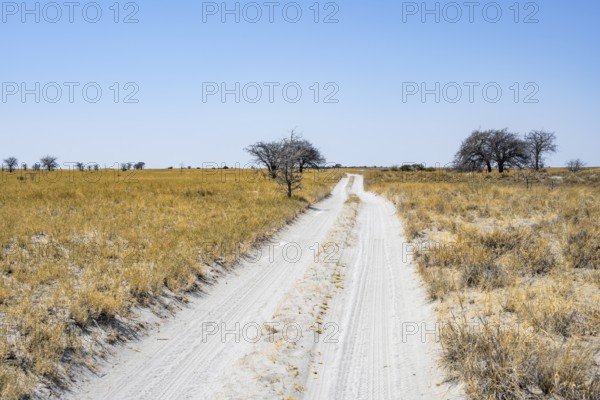 Sandy track between yellow dry grass and dry bushes, Makgadikgadi salt pans, Botswana