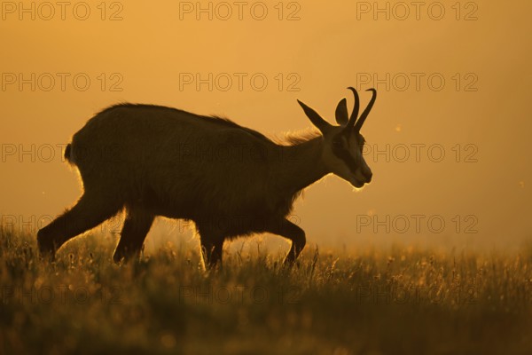 When the sun rises... Chamois (Rupicapra rupicapra), chamois moving across a mountain meadow, a high plateau, early in the morning the chamois come to the mountain pasture to graze, to graze, native nature, Vosges, France, Western Europe
