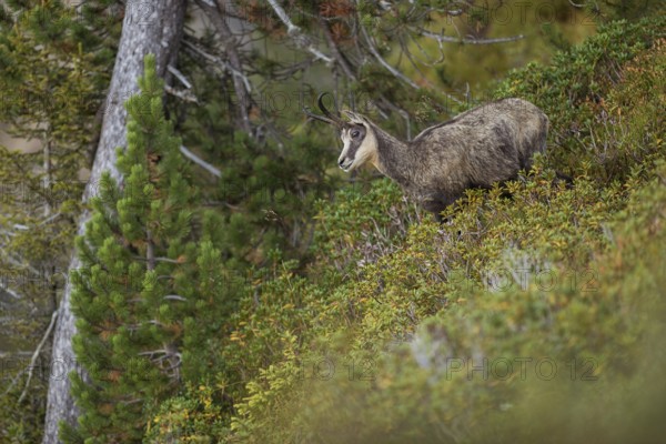 Between the mountain pines... Chamois (Rupicapra rupicapra), chamois in the vegetation of a steep slope on a mountain in the Alps, first autumnal colours, natural high alpine environment, late summer in the mountains, native nature, Alps, High Alps, Bernese Oberland, Switzerland, Western Europe