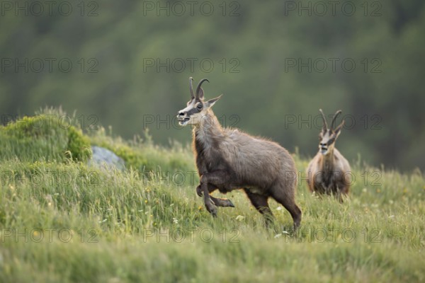 Wild chase... Chamois (Rupicapra rupicapra), two chamois engage in a wild chase, chase each other, run and jump across a spring-like mountain meadow, duel of chamois bucks, territorial behaviour, early summer in the mountains, native nature, Vosges, France, Western Europe