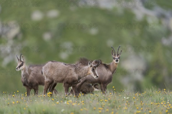 Herd of chamois... Chamois (Rupicapra rupicapra), female with a suckling fawn on a blooming spring meadow, high alpine pasture, early summer in the mountains, native nature, Vosges, France, Western Europe