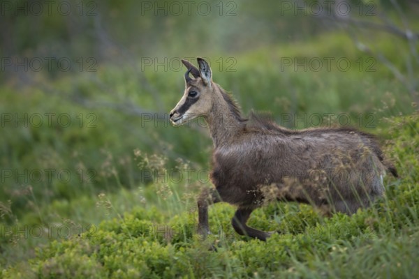 Jumping off... Chamois (Rupicapra rupicapra), young chamois, growing animal, running and jumping downhill through dense, fresh green low vegetation, grass and mountain shrubs, native nature, Vosges, France, Western Europe
