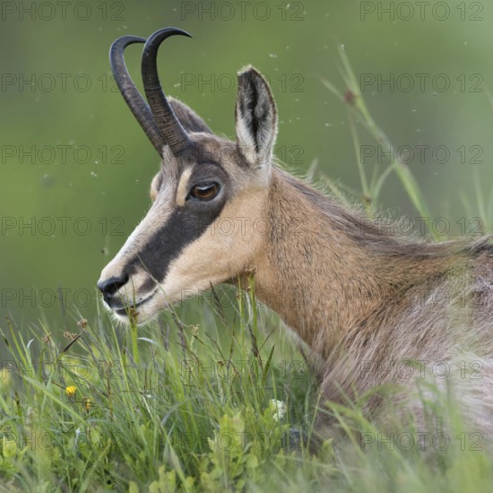Chamois, chamois (Rupicapra rupicapra) lies, rests in the fresh grass of a mountain meadow in the Berchtesgardener Land, summer meadow in the Alps, chews the cud, recovers, chamois are ruminants, therefore interrupt their daily activity again and again to digest ingested food, clear, detailed picture, native nature, early summer in the mountains, Alps, Bavaria, Bavarian Alps, Berchtesgardener Land, Germany, Western Europe