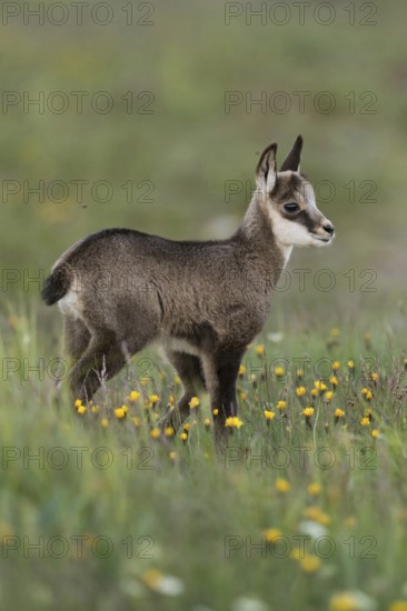 Chamois (Rupicapra rupicapra), young chamois, young fawn, sweet chamois fawn stands in early summer in a flower meadow, flowering meadow, spring meadow, mountain meadow, looks out, very natural picture, appealing environment, series animal children, early summer in the mountains, native nature, Alps, Bavaria, Bavarian Alps, Berchtesgardener Land, Germany, Western Europe