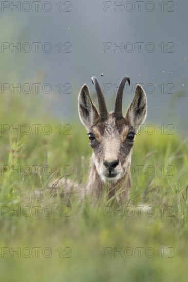 Take a break... Chamois (Rupicapra rupicapra) lying, resting in the high grass, flies buzzing around her head, looking attentively into the camera, chamois are ruminants, therefore interrupt their daily activity again and again to digest the food they have eaten, early summer in the mountains, native nature, Alps, Bavaria, Bavarian Alps, Berchtesgardener Land, Germany, Western Europe