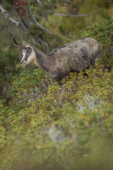 Between the mountain pines... Chamois (Rupicapra rupicapra), chamois in the vegetation of a steep slope on a mountain in the Alps, first autumnal colours, natural high alpine environment, late summer in the mountains, native nature, Alps, High Alps, Bernese Oberland, Switzerland, Western Europe
