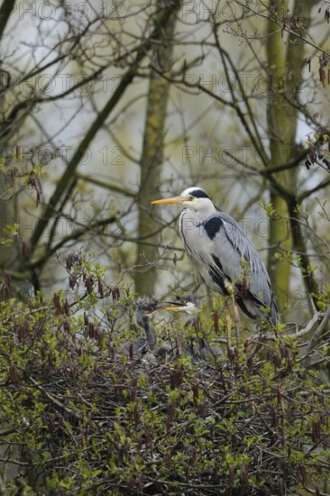 Offspring... Grey heron (Ardea cinerea) at the nest high in a tree, in an alder, adult bird together with three young birds, two of them clearly visible, squabbling, little ruffians, funny animal pictures, local nature, Meerbusch, Rhineland, Lower Rhine, North Rhine-Westphalia, Germany, Western Europe