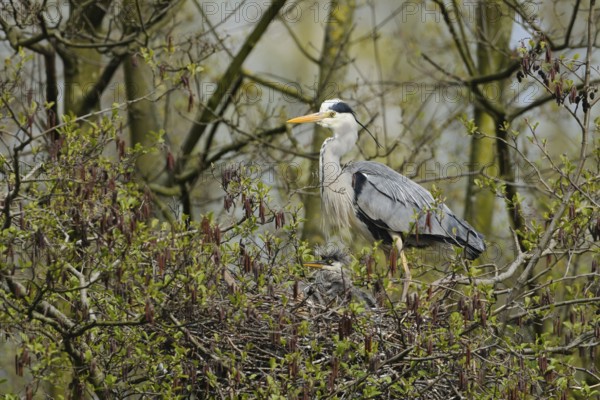 At the nest... Grey heron (Ardea cinerea) watches over the young offspring, chicks look like little punks, funny picture, native nature, Rhineland, Lower Rhine, North Rhine-Westphalia, Germany, Western Europe