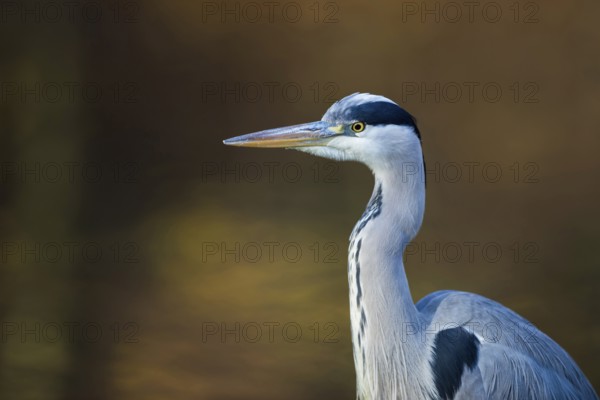 Portrait at the city pond...Grey heron (Ardea cinerea), detailed close-up, head portrait in front of atmospheric, natural background, autumnal colours, native nature, Rhineland, Lower Rhine, North Rhine-Westphalia, Germany, Western Europe
