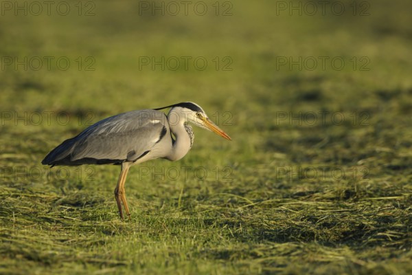 After the mowing... Grey heron (Ardea cinerea) searches a freshly mown meadow for food (mowing victim), native nature, Meerbusch, Rhineland, Lower Rhine, North Rhine-Westphalia, Germany, Western Europe